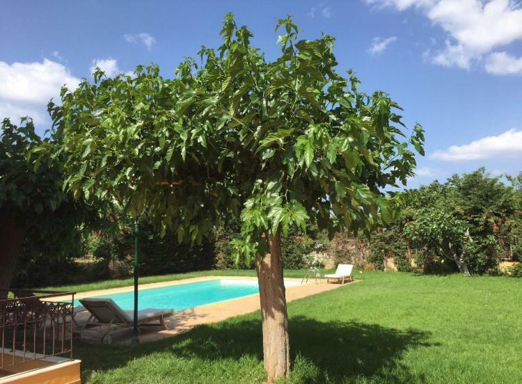 Relaxing Villa With Swimming Pool And Garden Agios Georgios  Extérieur photo